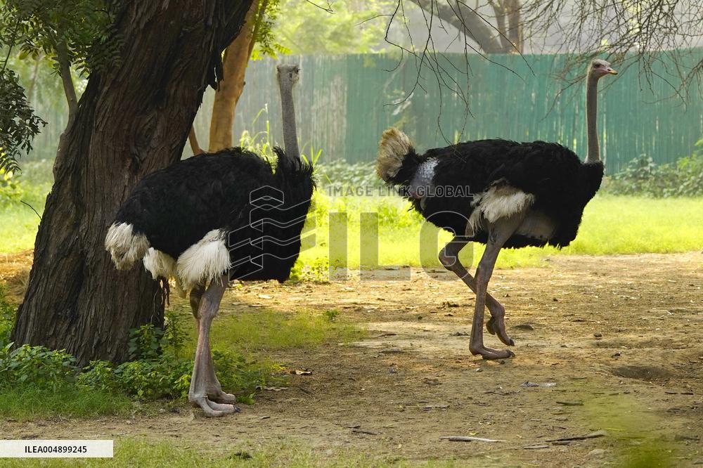 Ostrich at National Zoological Park - New Delhi