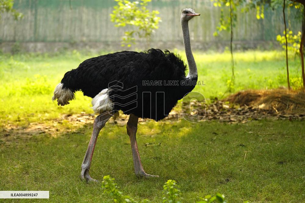 Ostrich at National Zoological Park - New Delhi