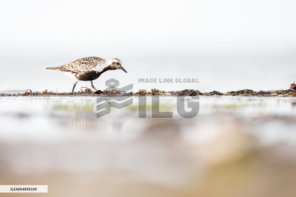 GREY PLOVER