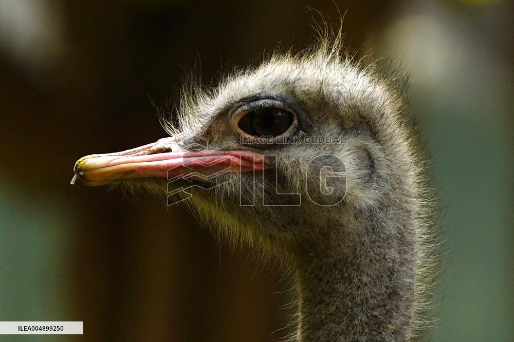 Ostrich at National Zoological Park - New Delhi