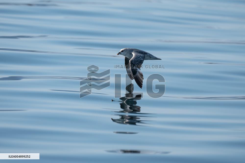 NORTHERN FULMAR