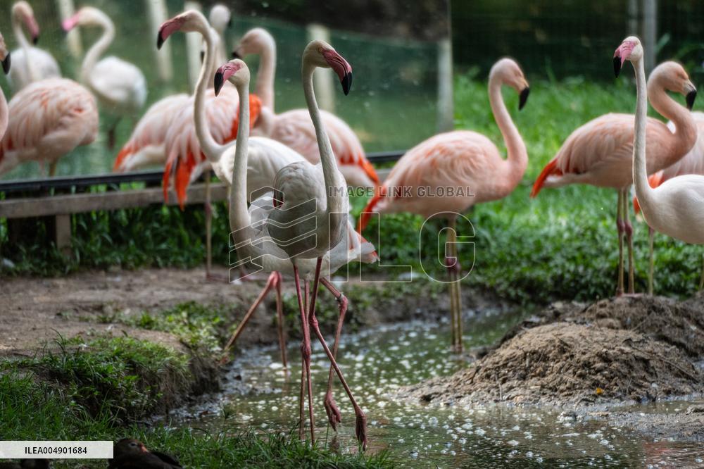 Illustration - Ecology in Belem - Brazil