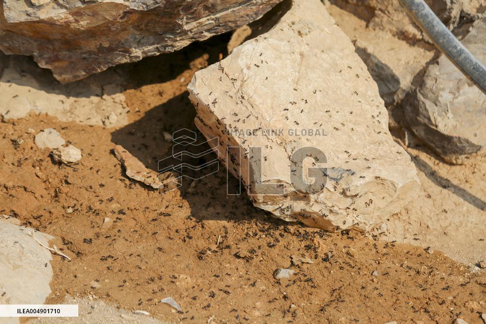 Army Razes South Hebron Structures - Palestine