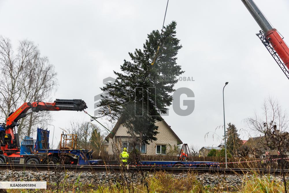 Tallinn's Christmas tree