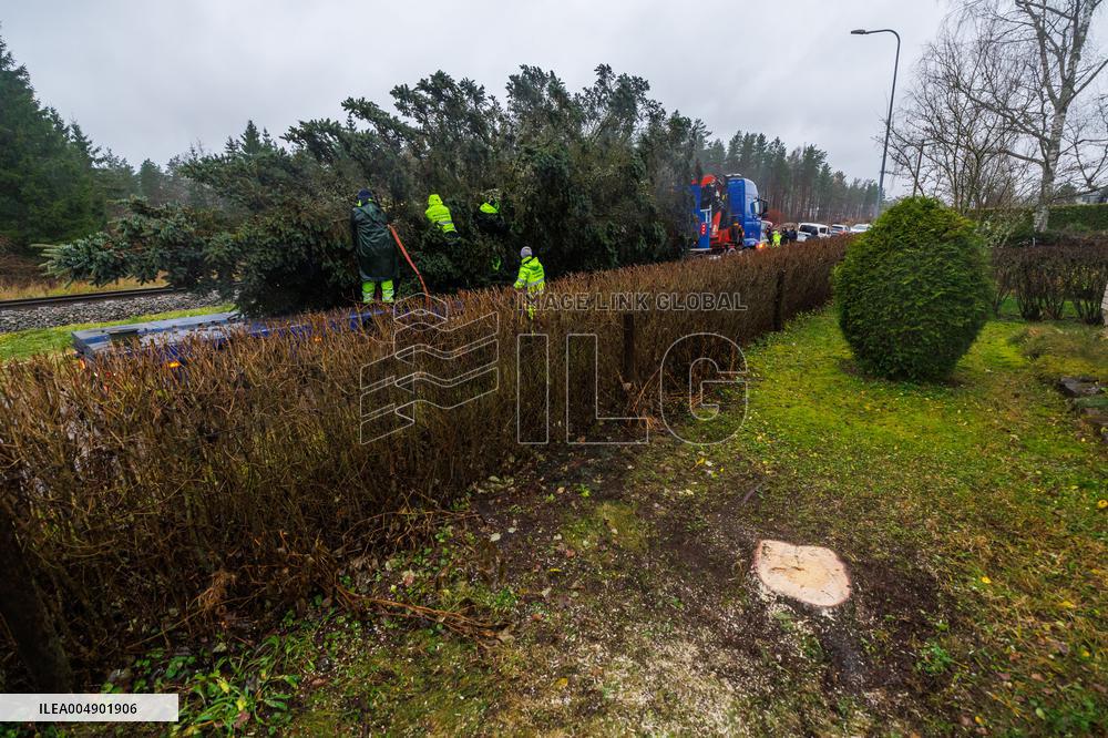 Tallinn's Christmas tree