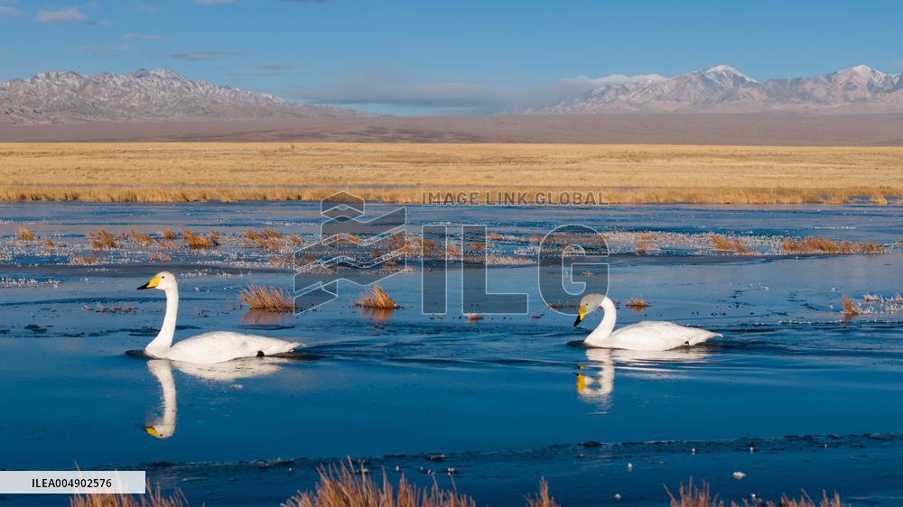 Whooper Swans At Xiaosugan Lake - China