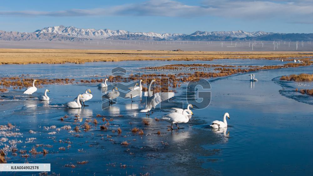 Whooper Swans At Xiaosugan Lake - China