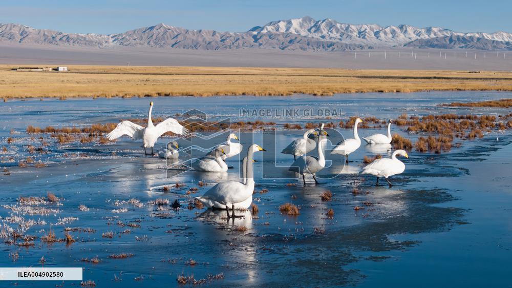 Whooper Swans At Xiaosugan Lake - China