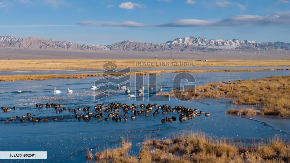 Whooper Swans At Xiaosugan Lake - China