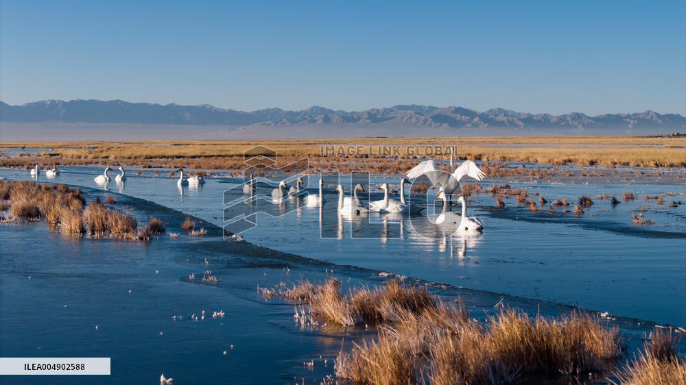 Whooper Swans At Xiaosugan Lake - China