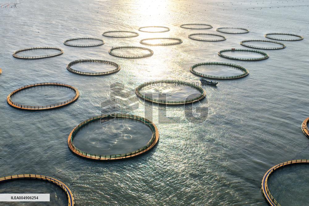 Large Yellow Croaker Aquaculture Base