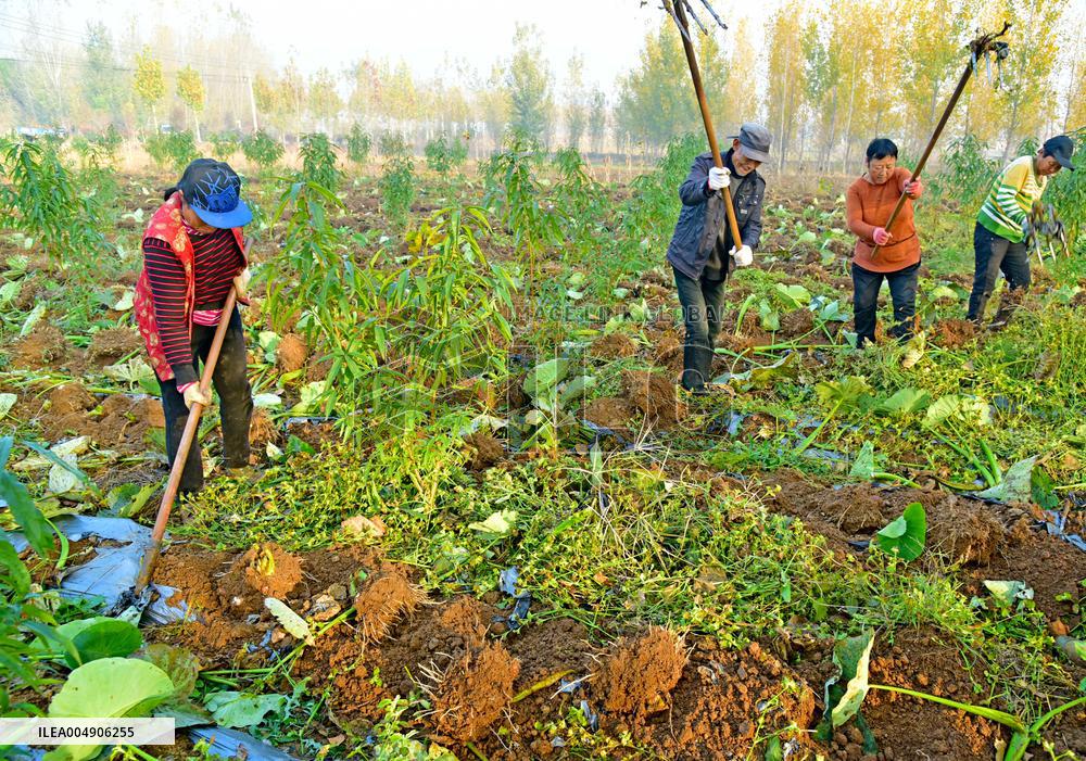 Agriculture Under Cold Wave