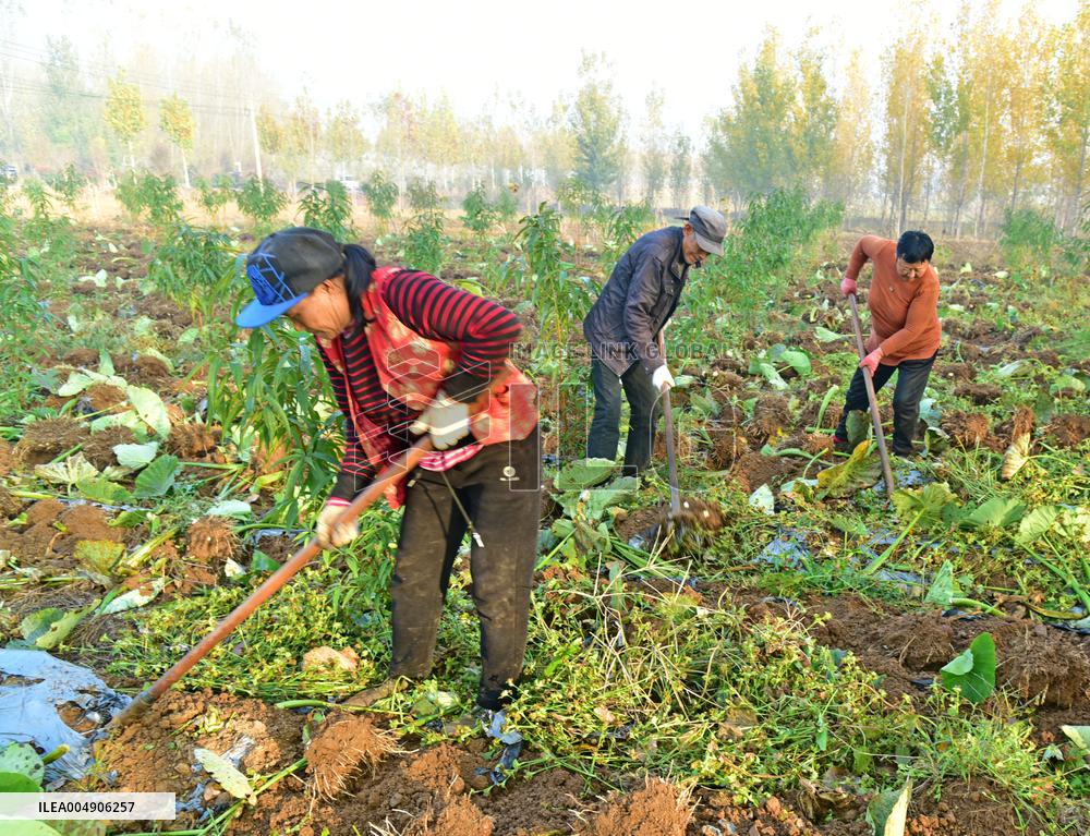 Agriculture Under Cold Wave