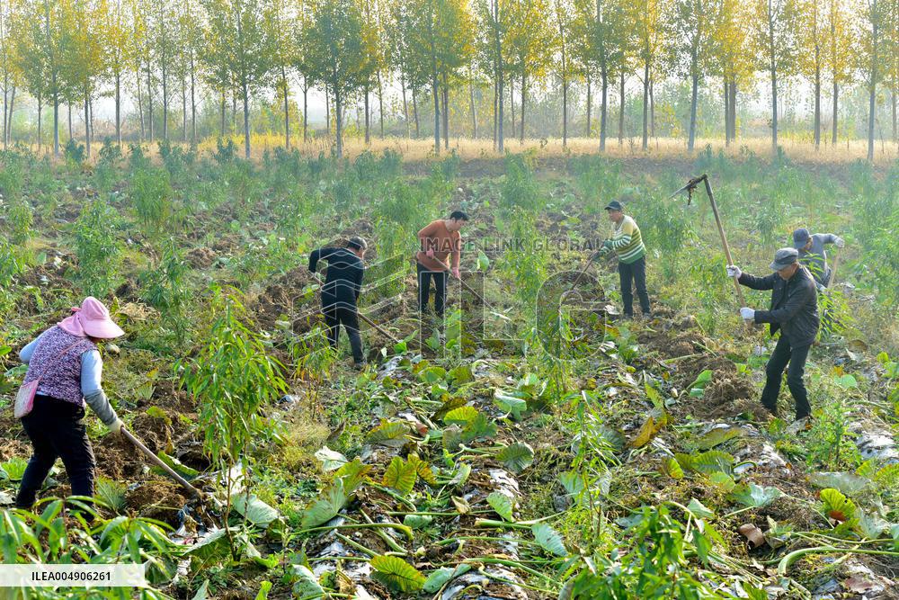 Agriculture Under Cold Wave