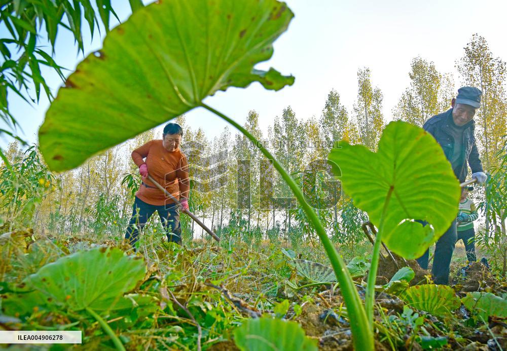 Agriculture Under Cold Wave