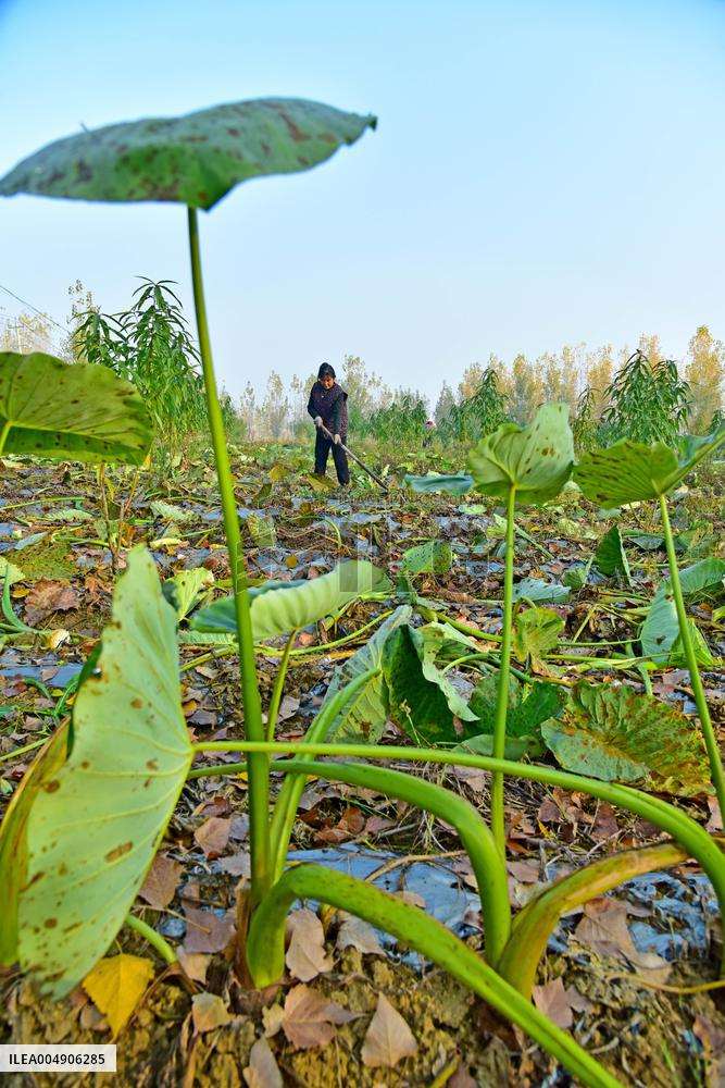 Agriculture Under Cold Wave