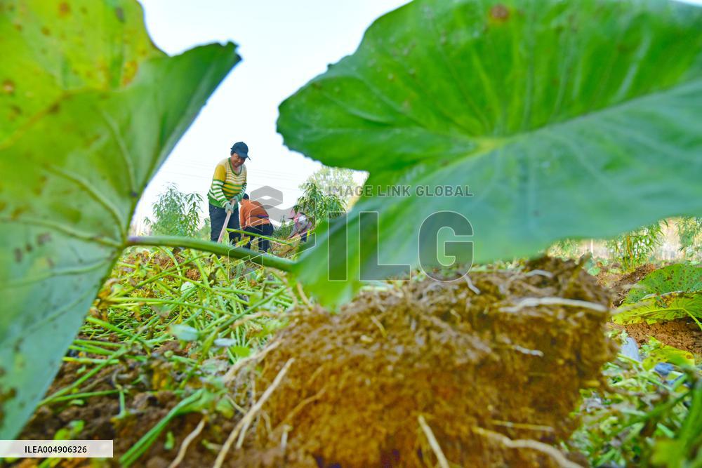 Agriculture Under Cold Wave