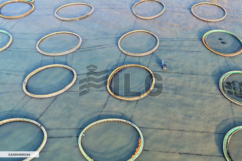 Large Yellow Croaker Aquaculture Base