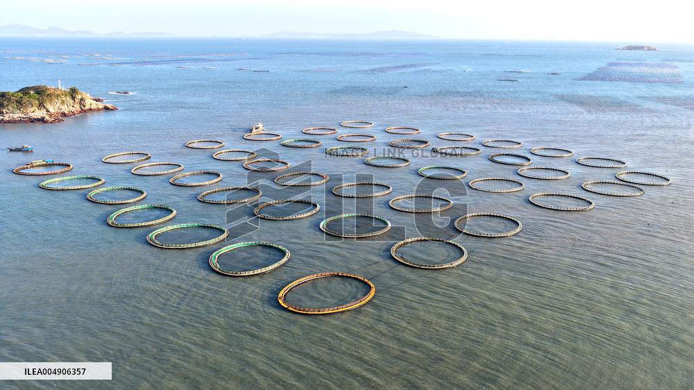 Large Yellow Croaker Aquaculture Base