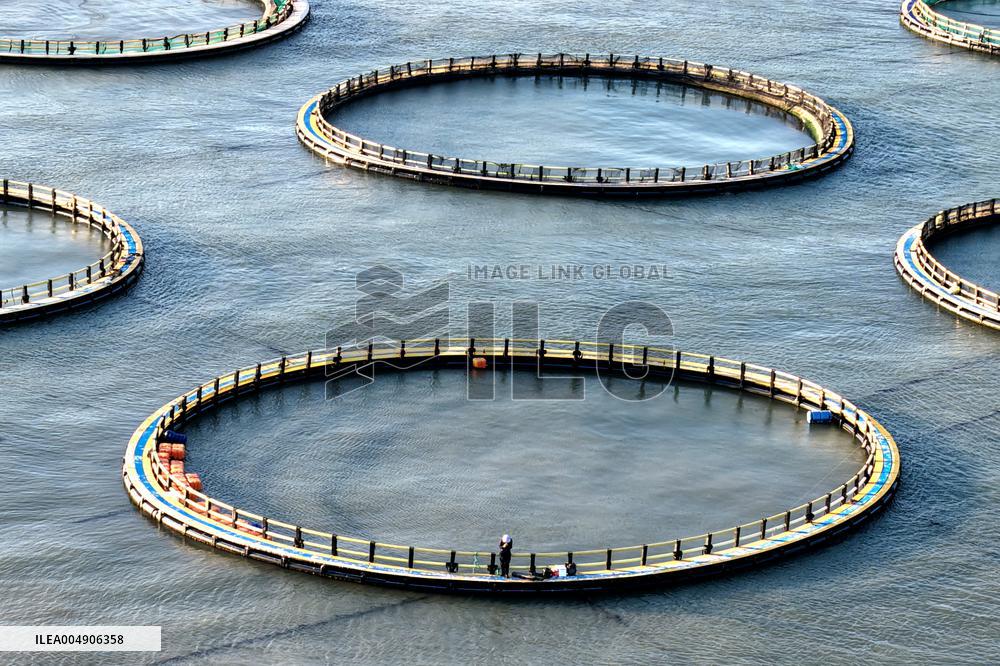 Large Yellow Croaker Aquaculture Base