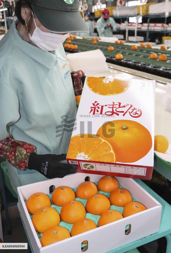 High-grade citrus from western Japan
