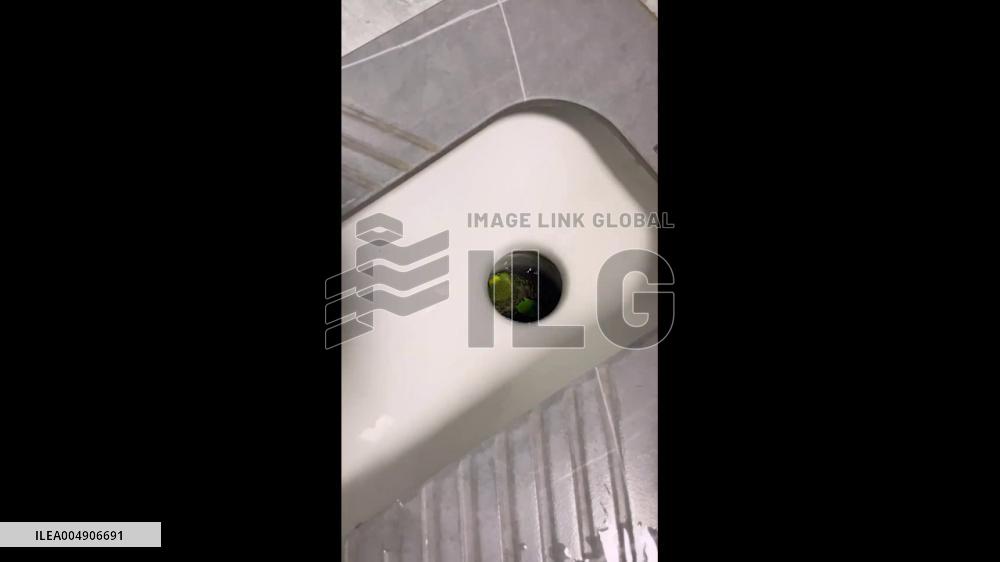 China: Pet Parrot Saved From Toilet, Given Improvised Bath Instead