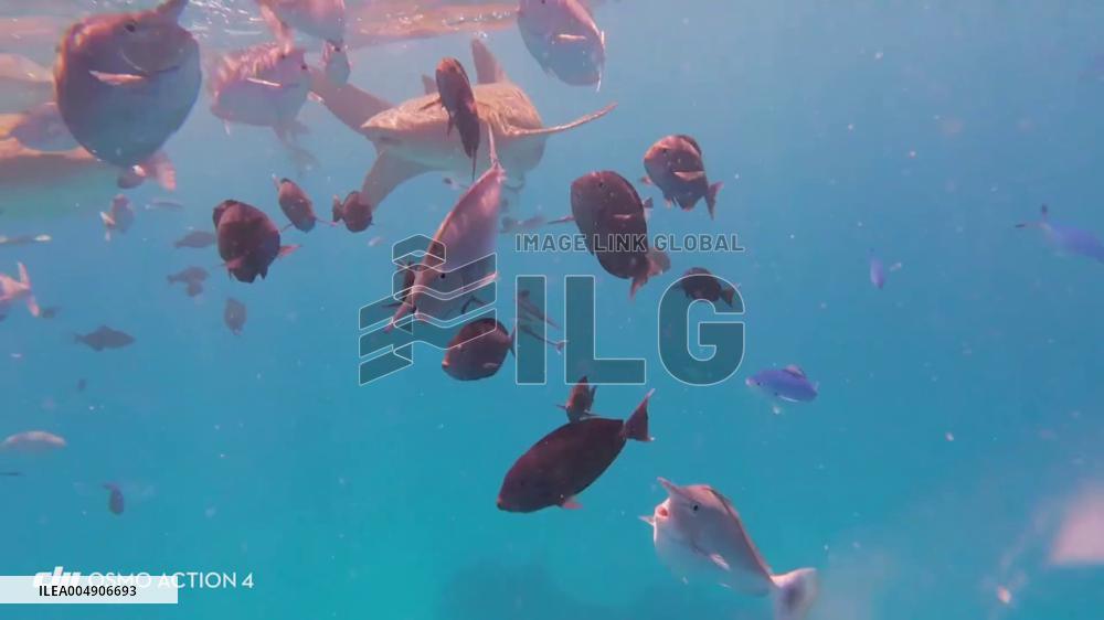 Maldives: Shark Swallows Diver’s Camera and Spits It Back Out