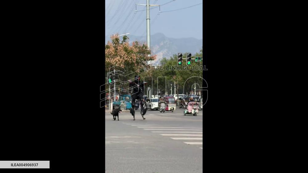 China: Man in Robotic Exosuit Strolls Through Crosswalk With Dog in Henan