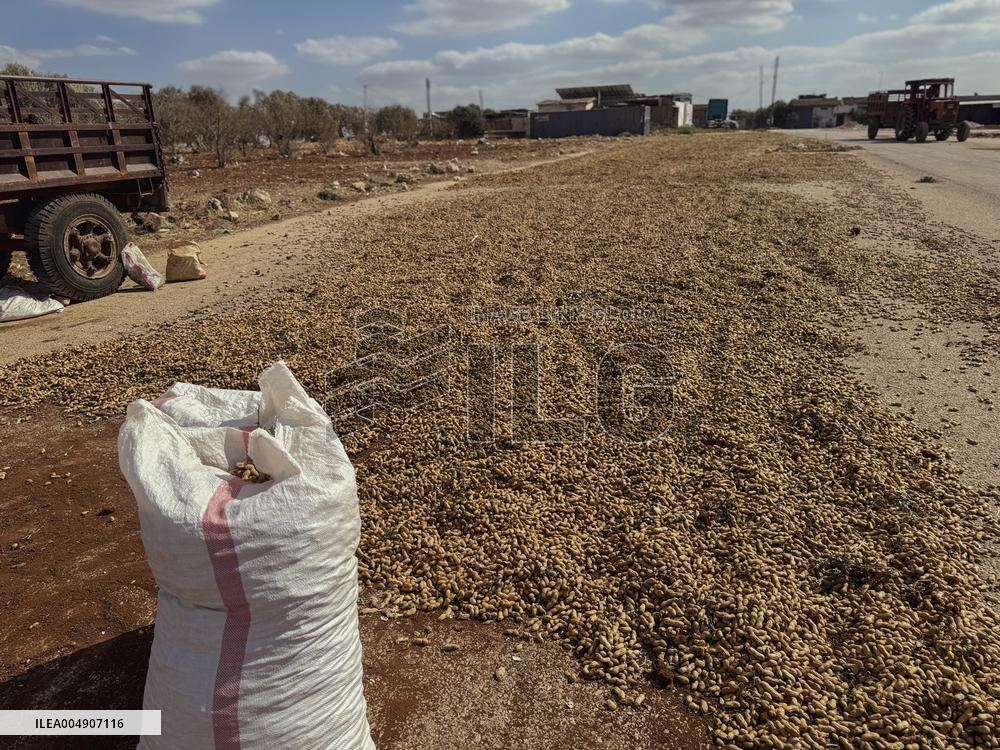 Peanut Seller Returns To Ariha - Syria