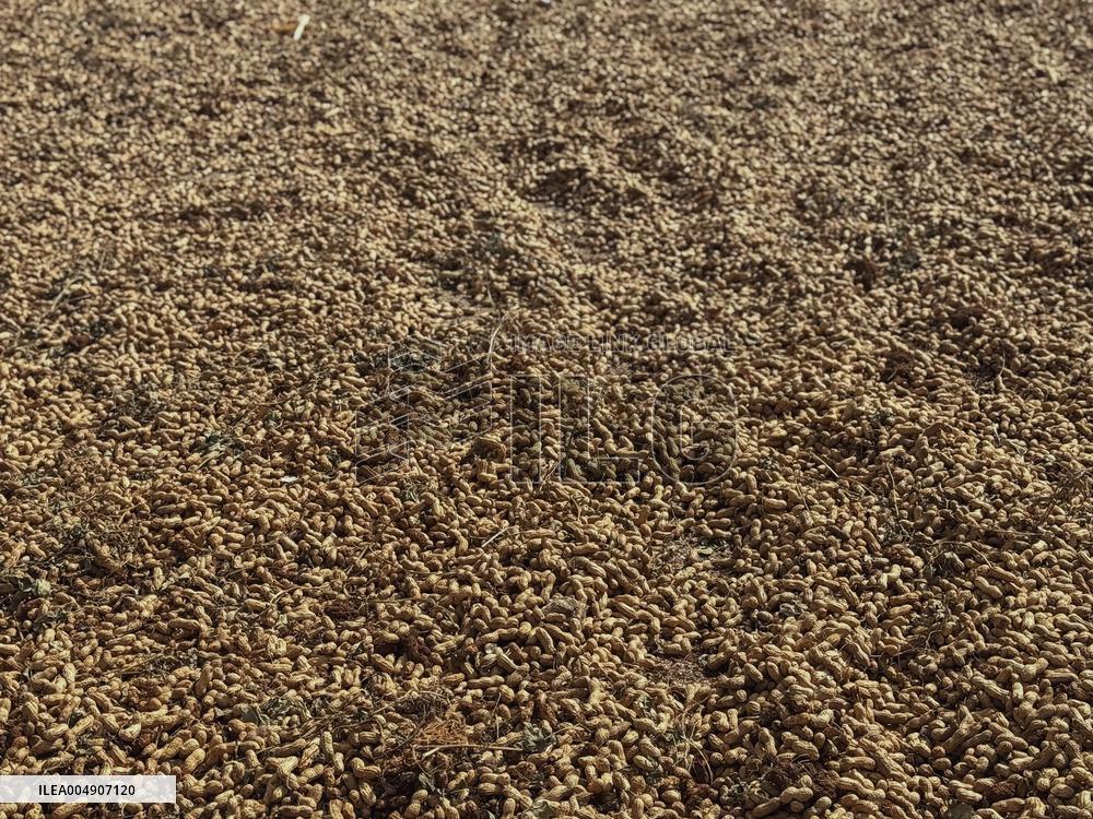 Peanut Seller Returns To Ariha - Syria