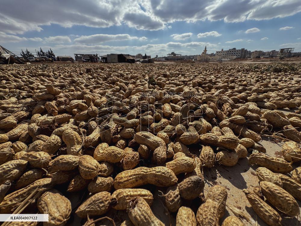 Peanut Seller Returns To Ariha - Syria