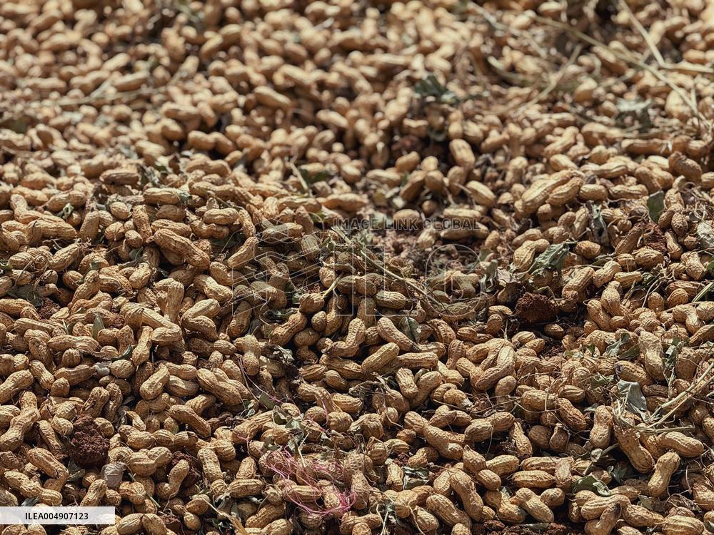 Peanut Seller Returns To Ariha - Syria