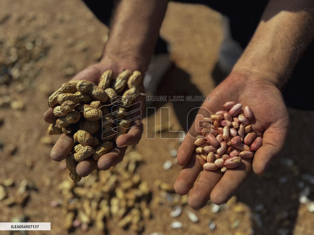 Peanut Seller Returns To Ariha - Syria