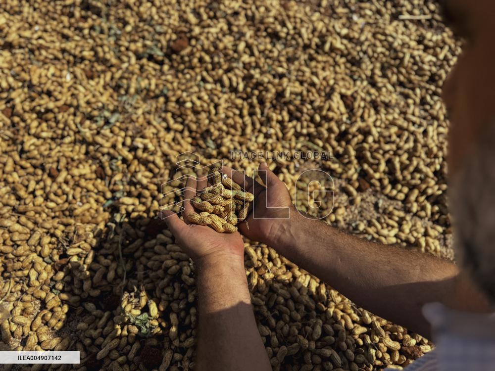 Peanut Seller Returns To Ariha - Syria