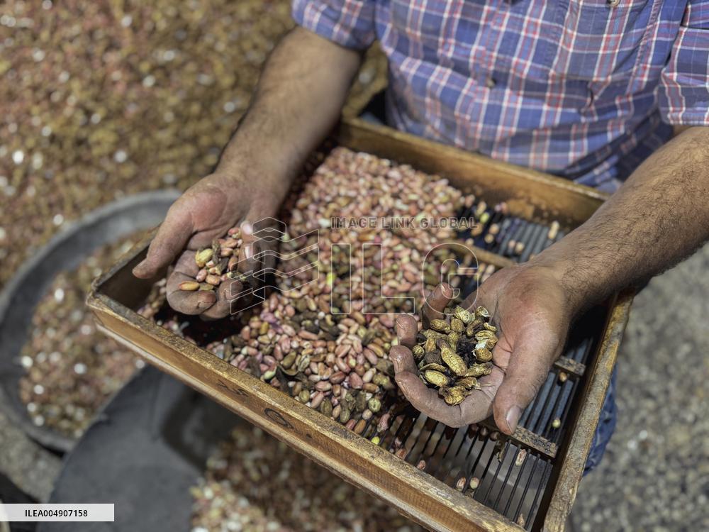 Peanut Seller Returns To Ariha - Syria