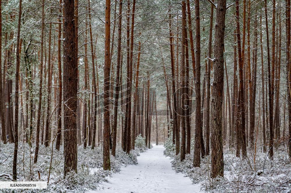 Illustration - Fontainebleau
