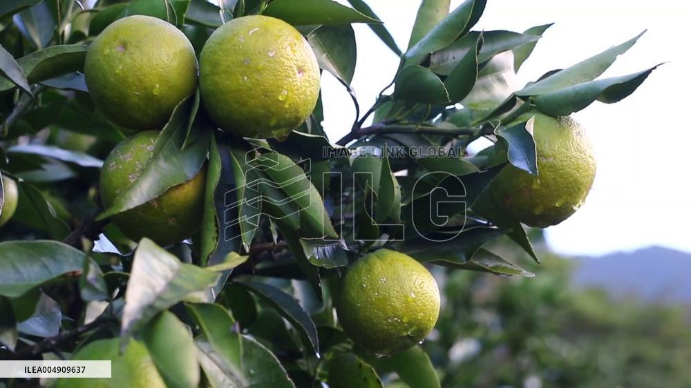 Harvest of jabara in western Japan