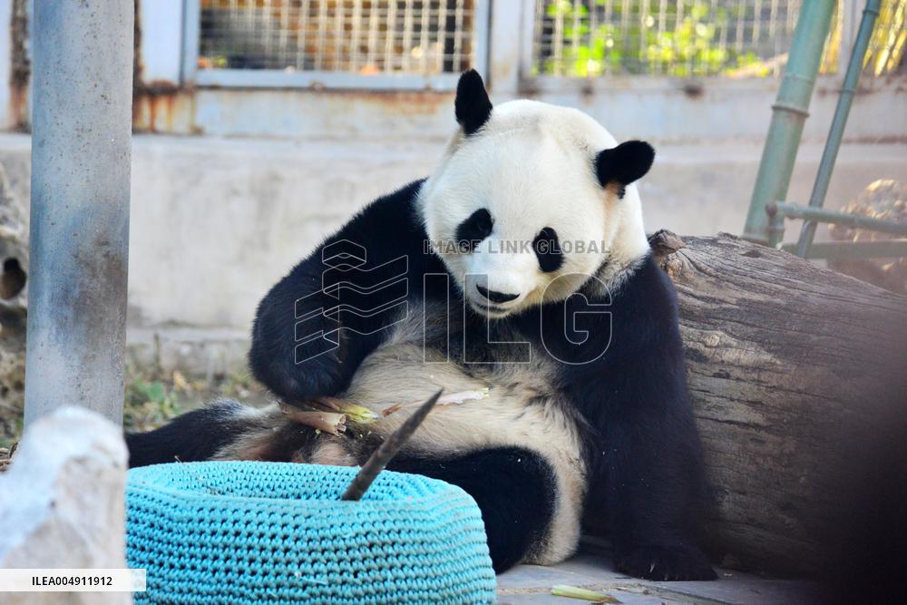 Giant panda Menglan