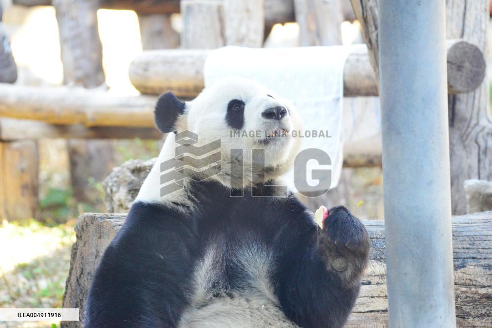 Giant panda Menglan