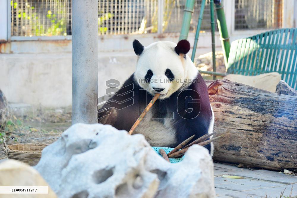 Giant panda Menglan