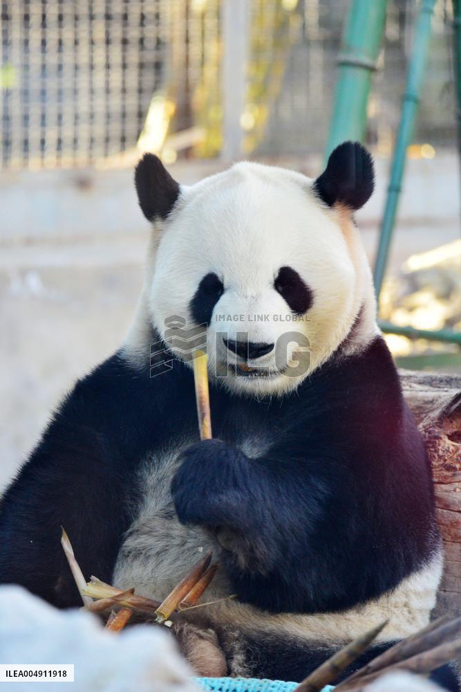 Giant panda Menglan