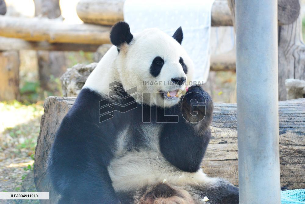 Giant panda Menglan