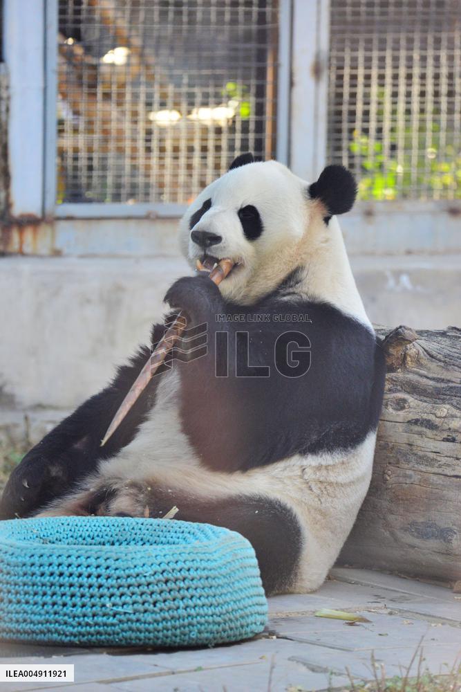Giant panda Menglan