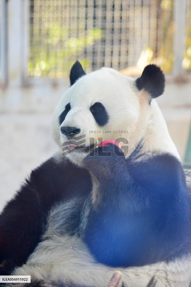 Giant panda Menglan