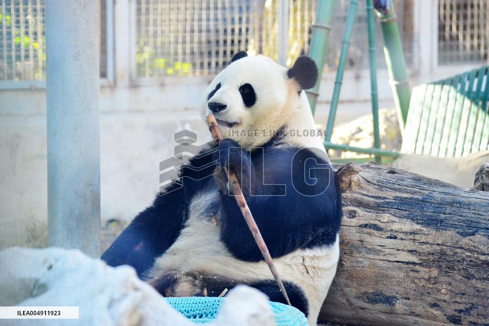 Giant panda Menglan