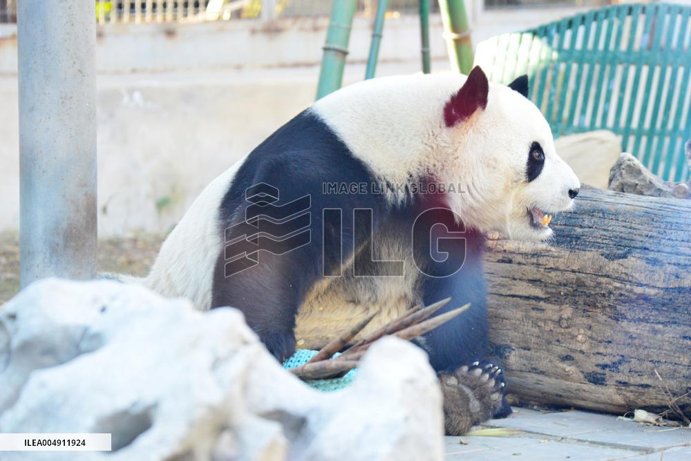 Giant panda Menglan