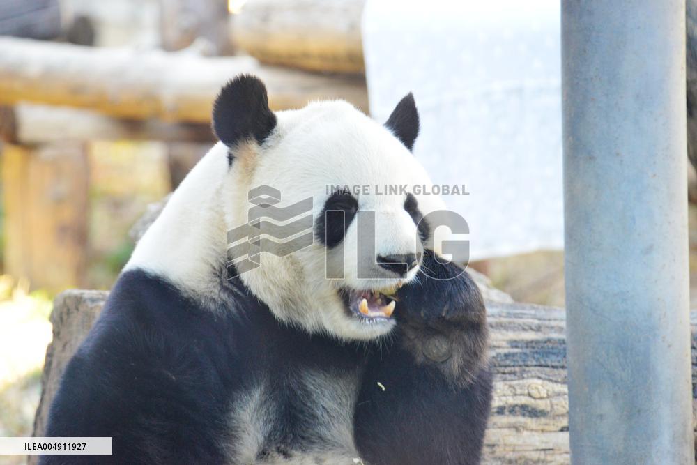 Giant panda Menglan