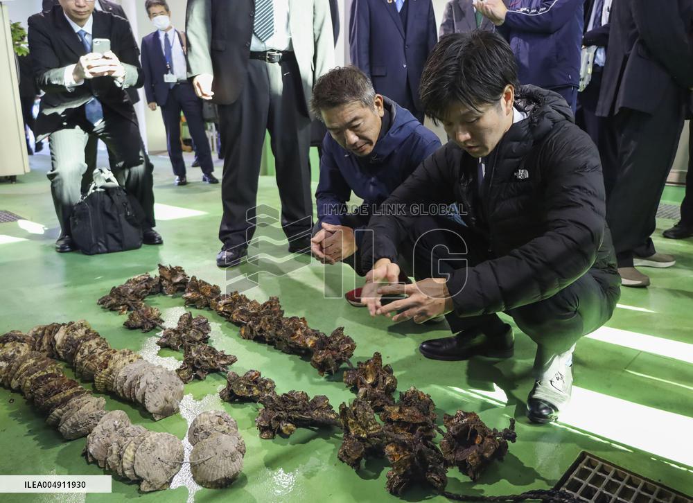 Mass oyster die-offs in Hiroshima Pref.