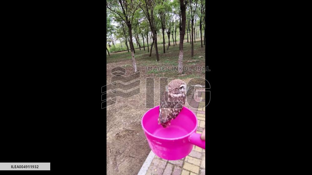 China: Rescued Owl Returns to Man, Reluctant to Leave Rescuer