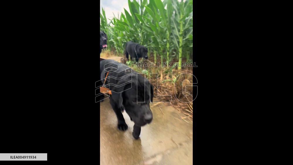 China: Labrador Brothers Take Mother Out for Ride in Small Cart
